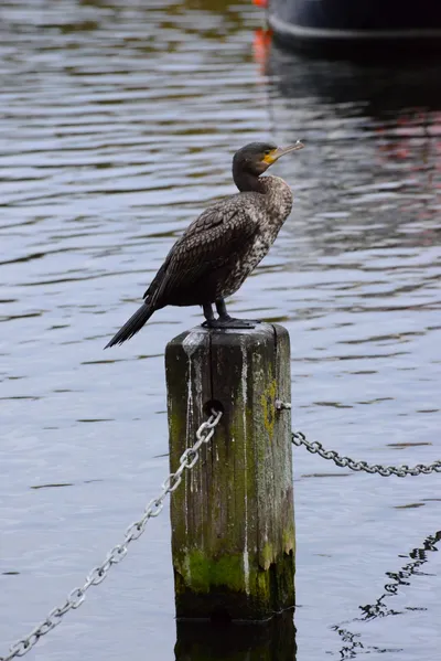 DSC_0670 (Large).JPG